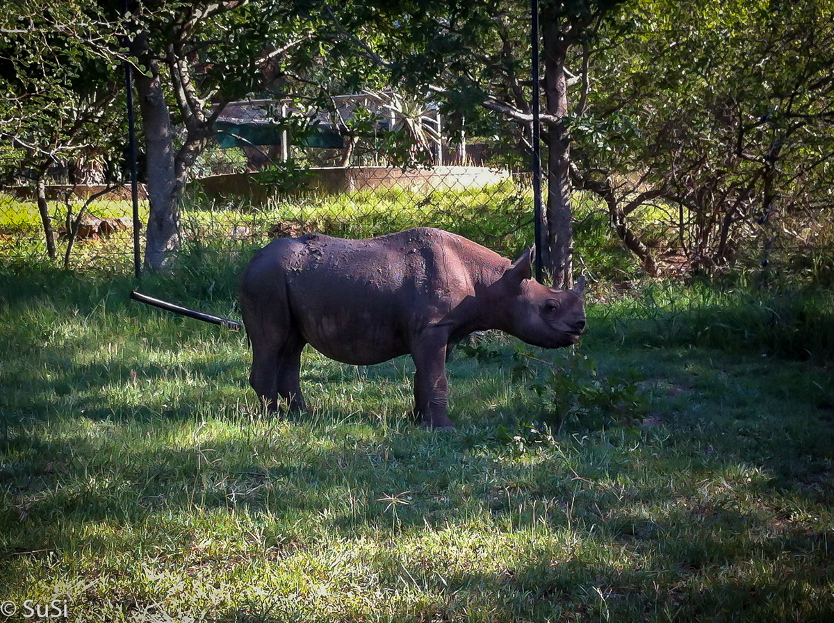 Baby Nashorn