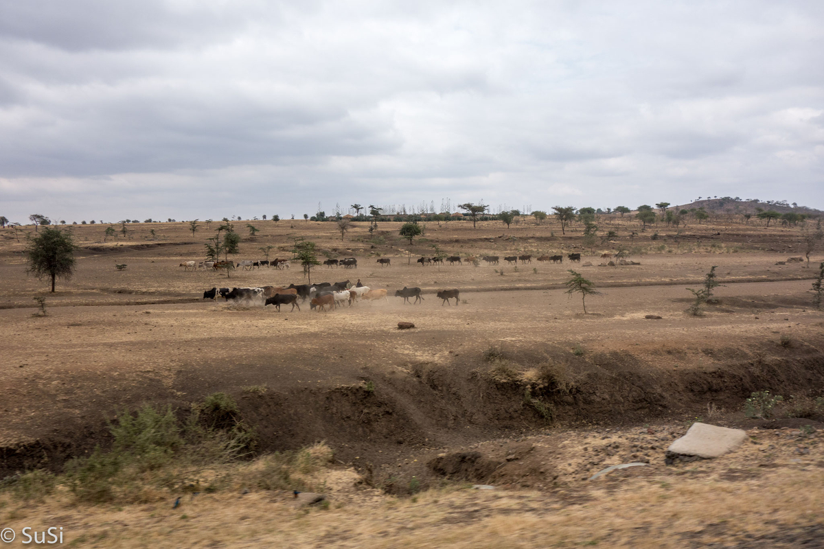 Rinder ziehen durch die Steppe