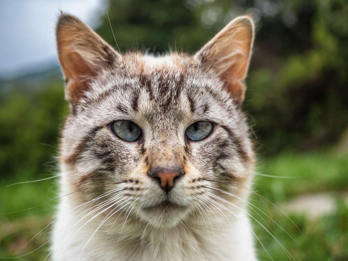 Kater