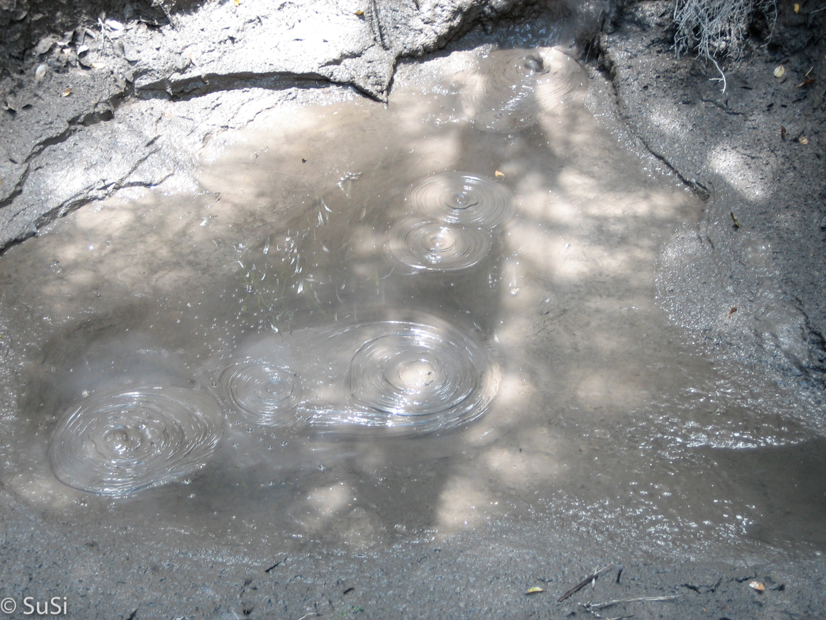 Roturua - Te Puia Thermal Reserve