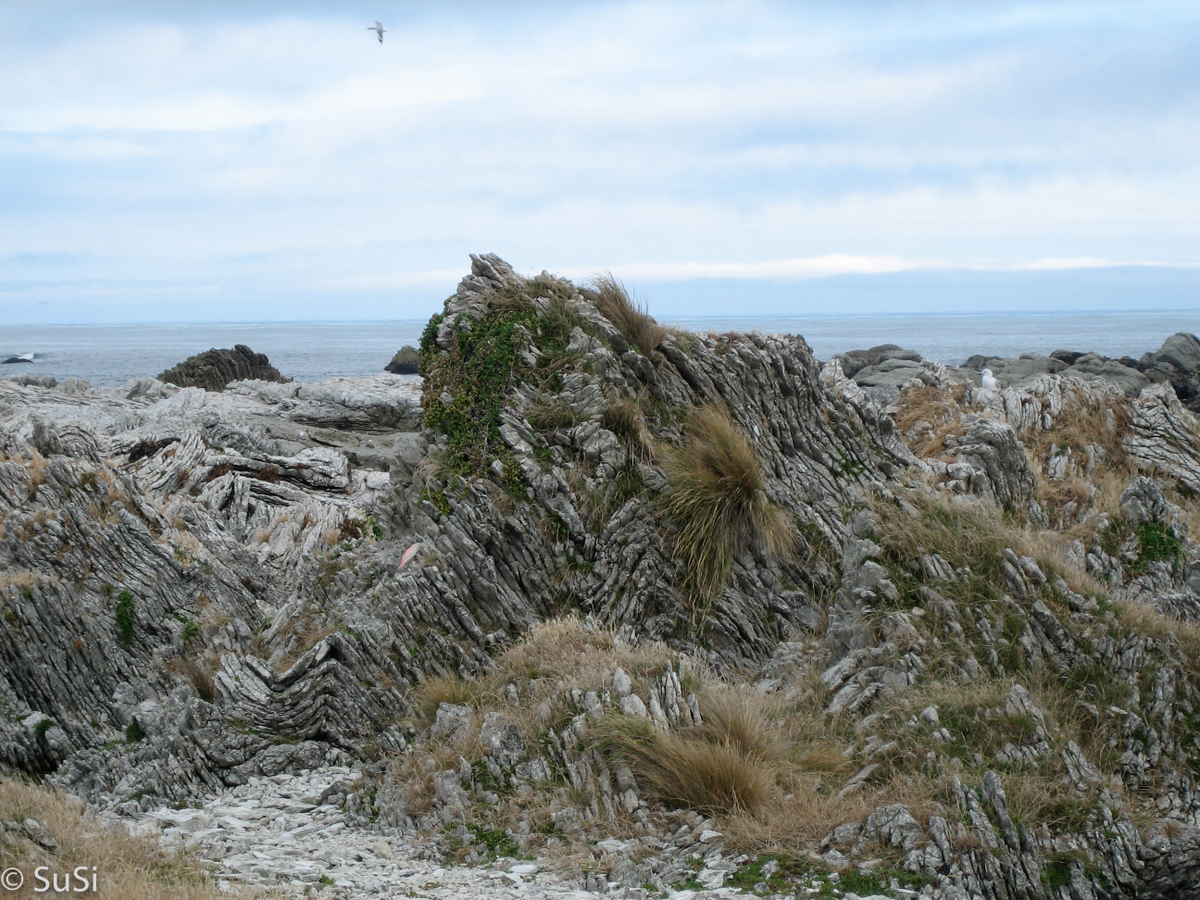 Kaikoura Peninsula Walkway