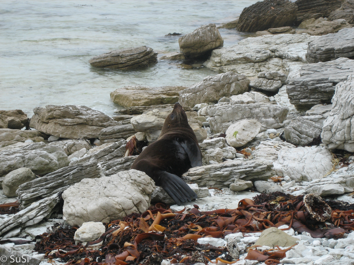 Kaikoura Peninsula Walkway