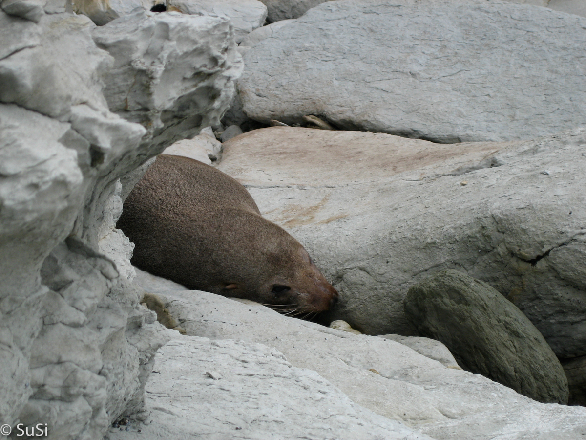 Kaikoura Peninsula Walkway